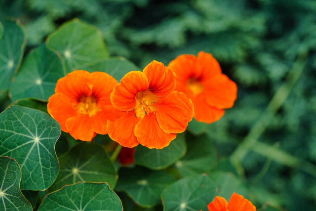 orange flowers of the nasturtium tropaeolum majus