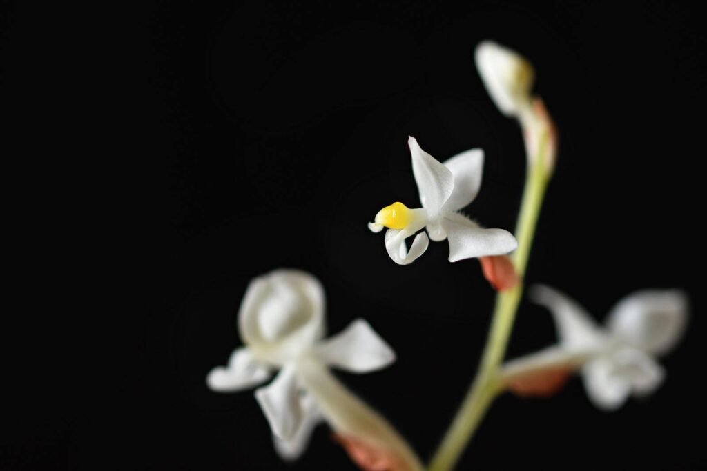 Ludisia discolor (Jewel Orchid) 