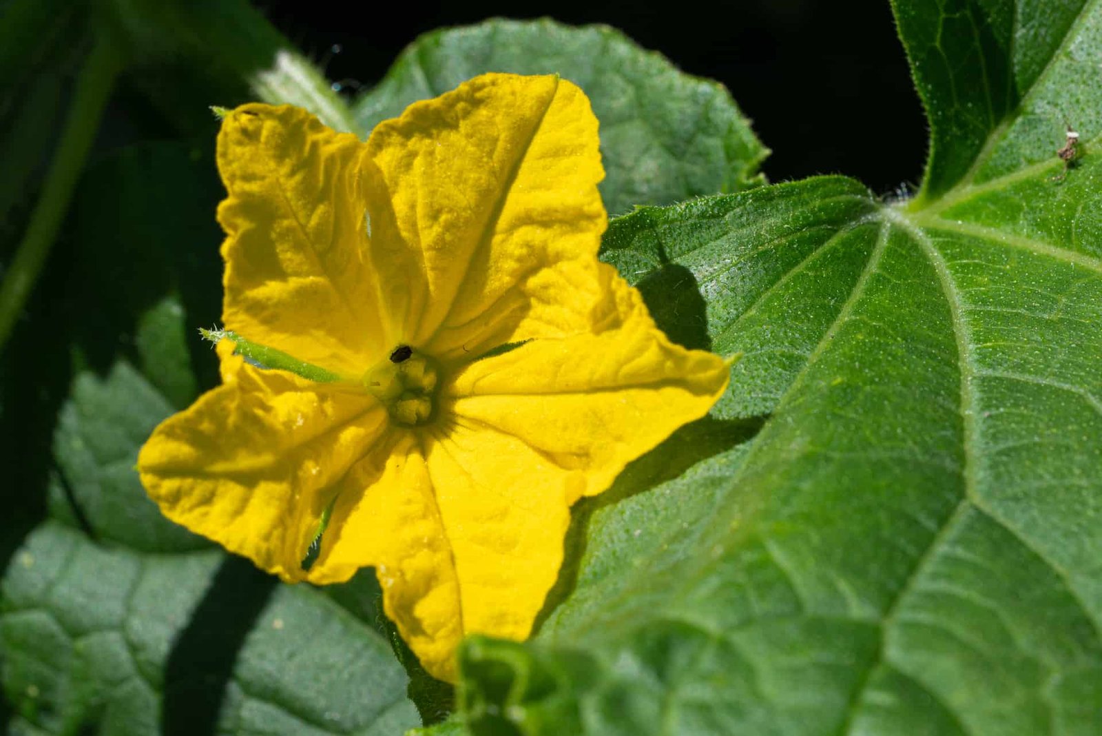 Lemon Cucumber Plant