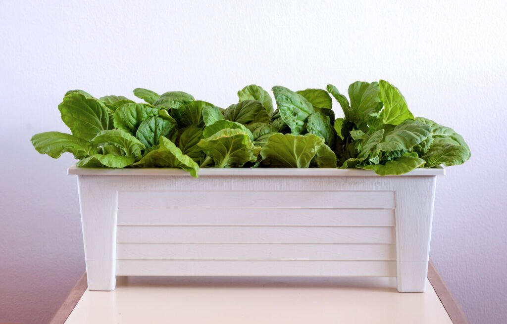 Homemade hydroponic vegetables growing in pot