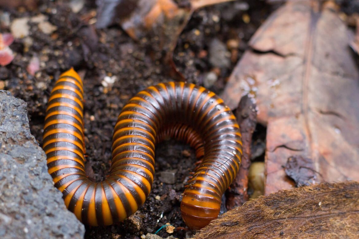 Millipedes