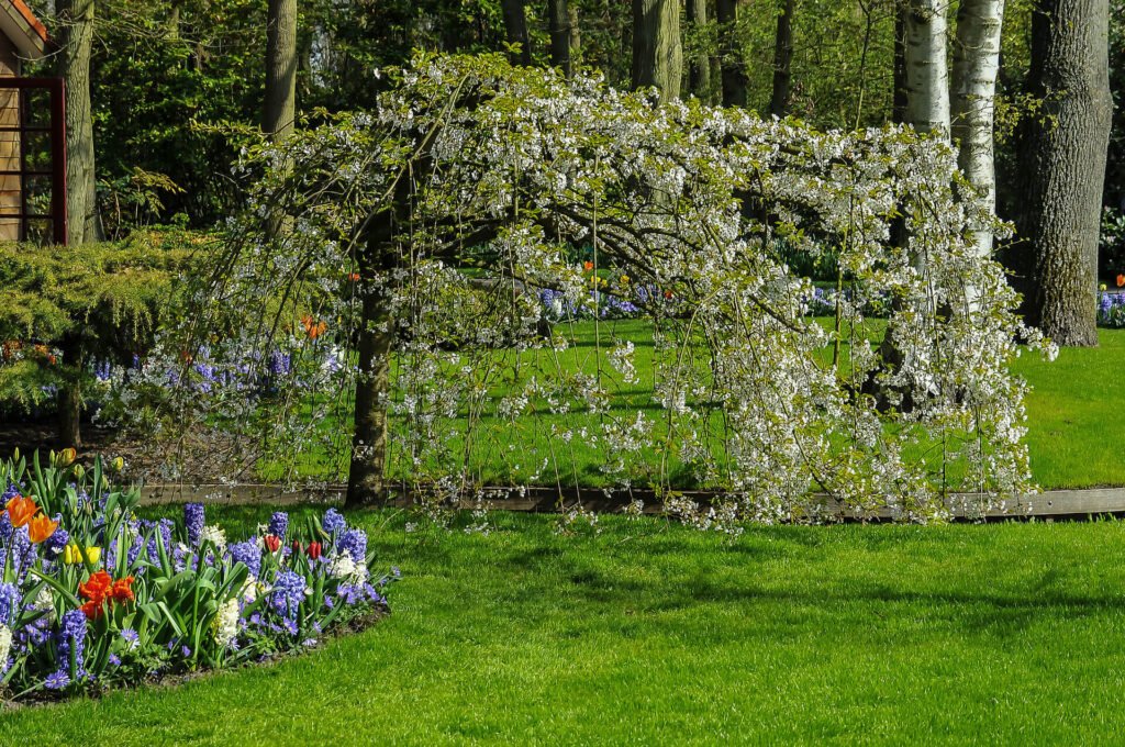 Flowers and shrubs around a tree