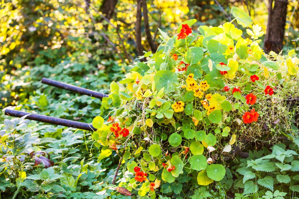 flower bed with nasturtium flowers in garden