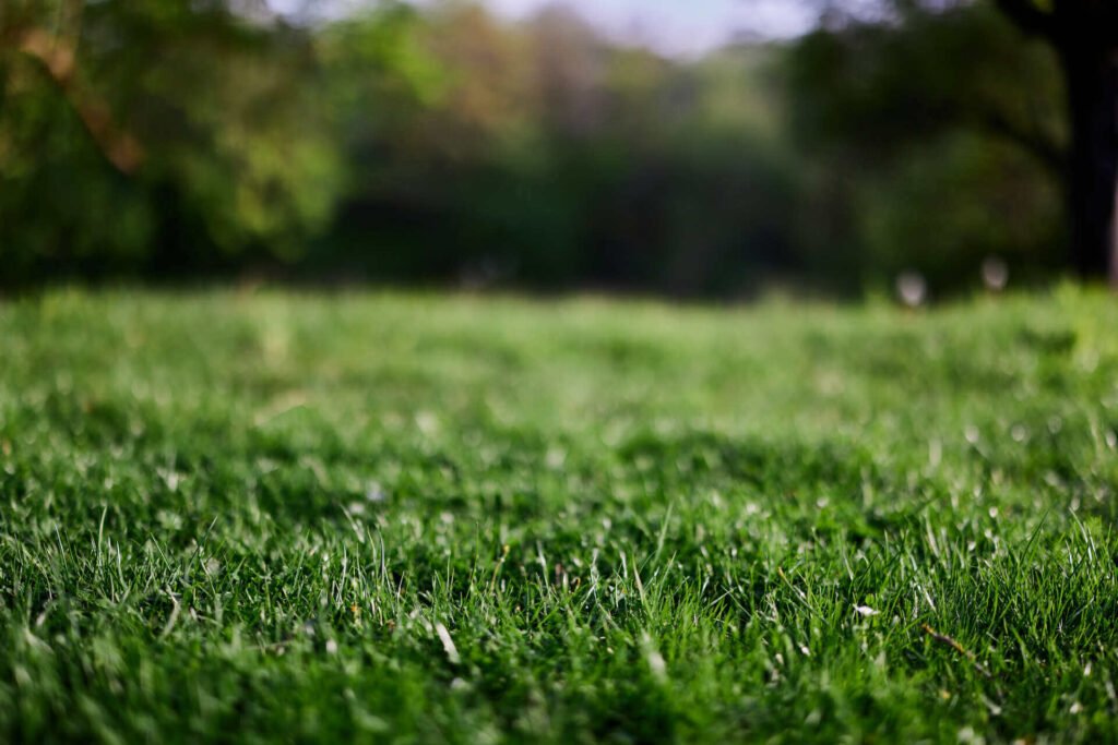 Fresh green grass