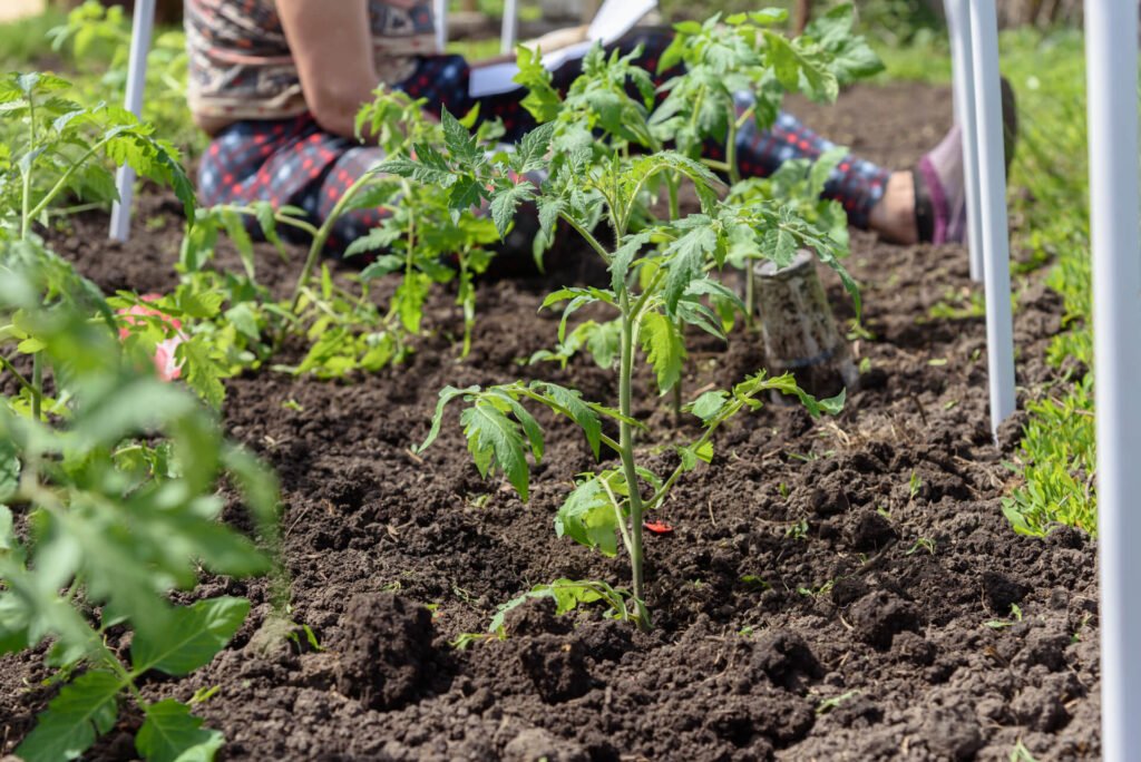 A woman inserts saplings of tomatoes in the ground.