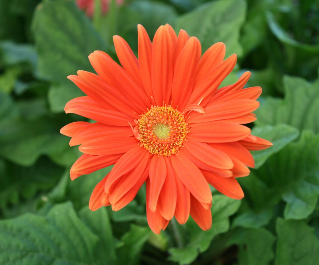 Orange gerber daisy 