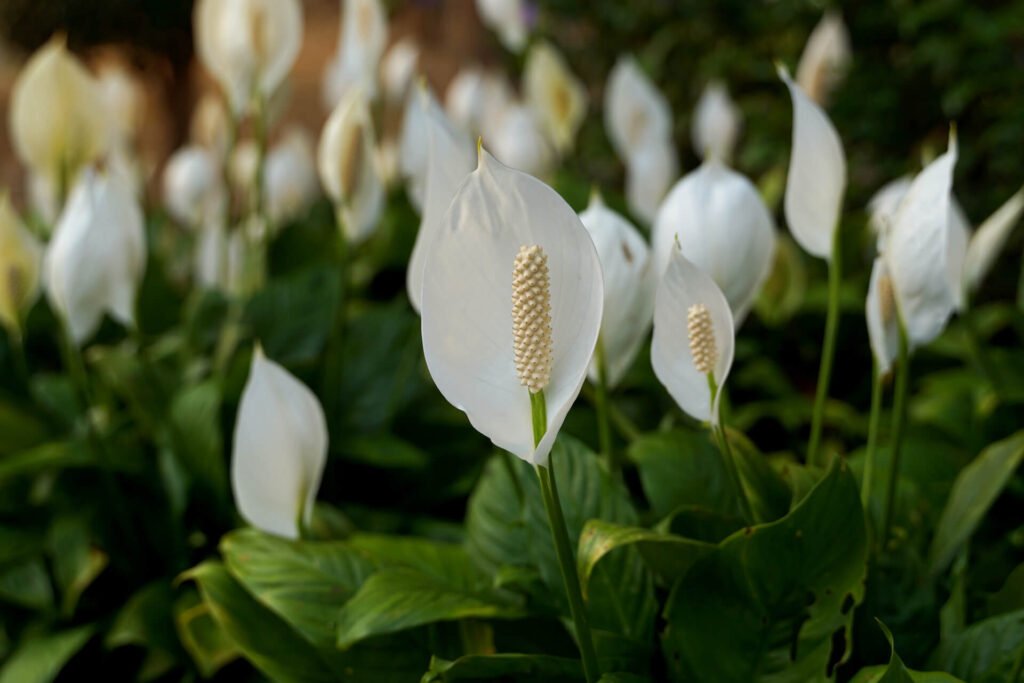 Peace Lily