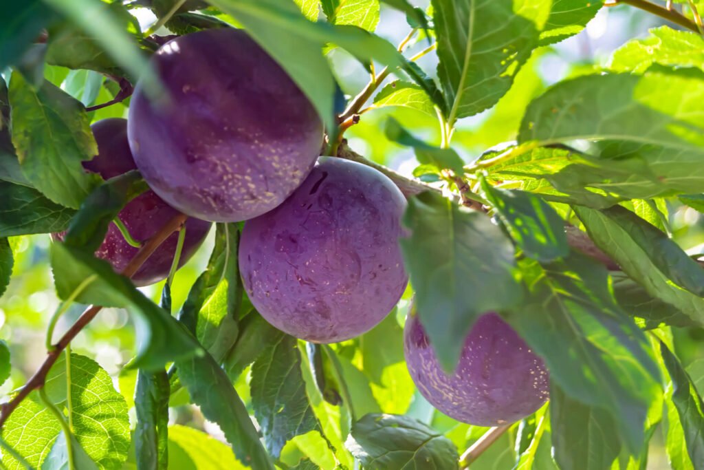 beautiful fruit branch plum tree 