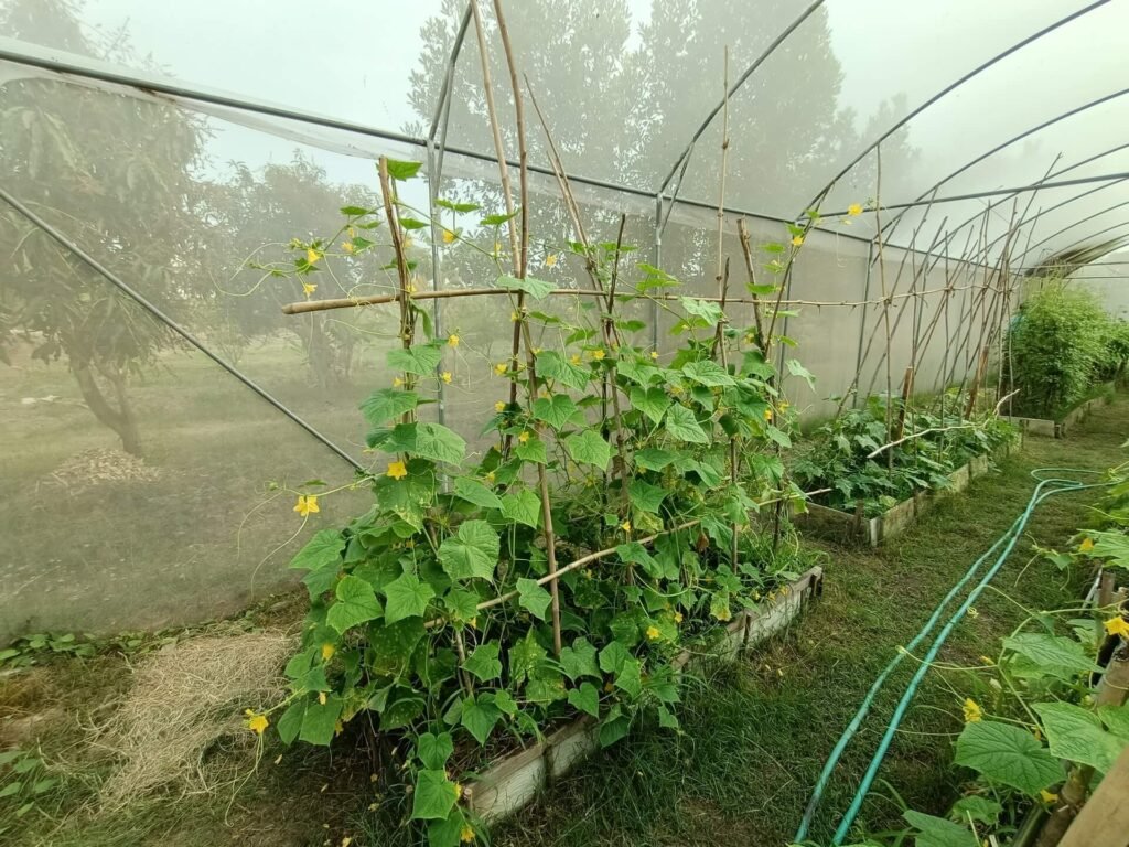 Simple Cucumber Trellis 