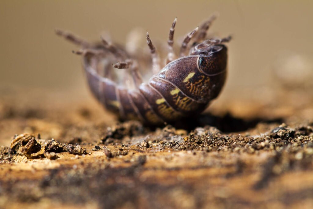 pill bug close up 