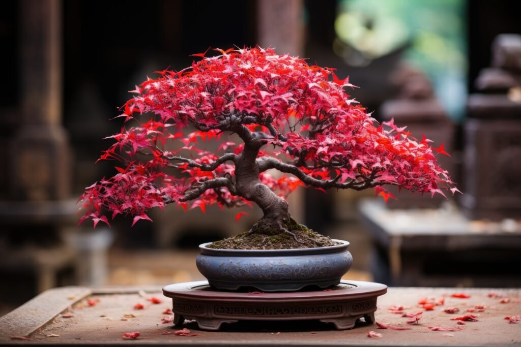 Traditional Japanese bonsai plant