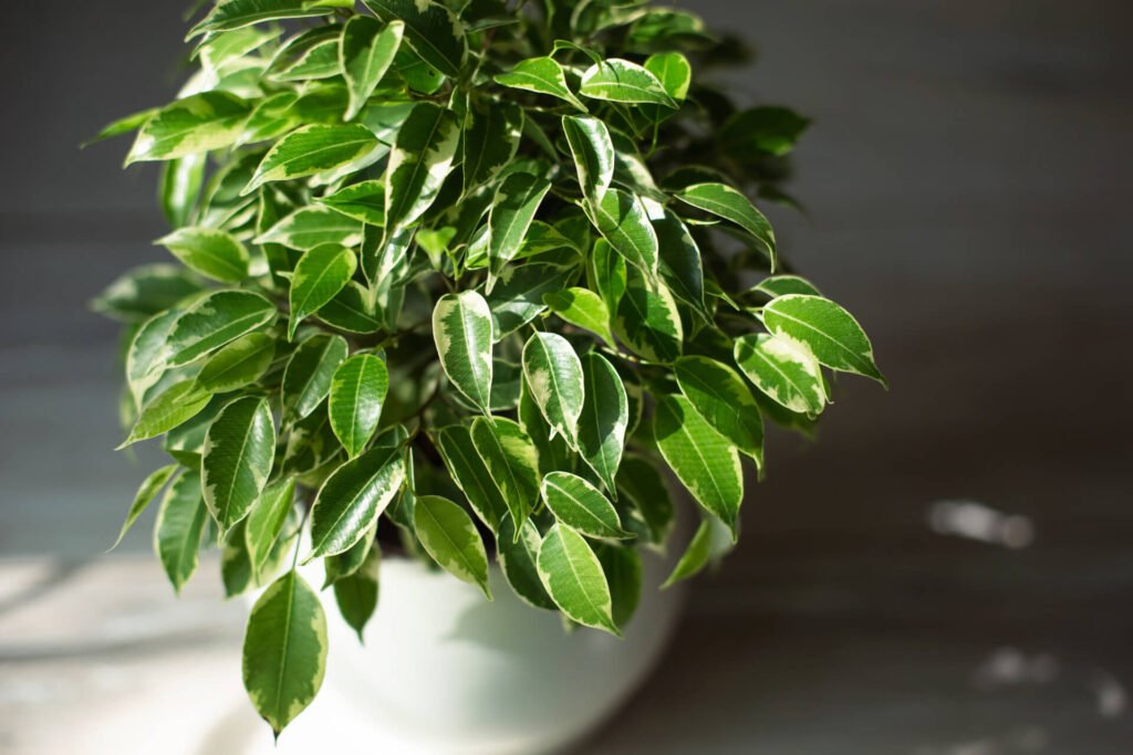 Ficus Benjamina