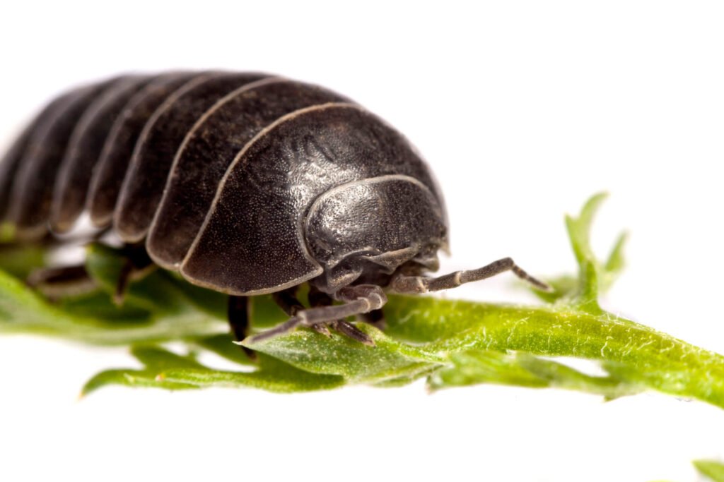 Woodlice bug