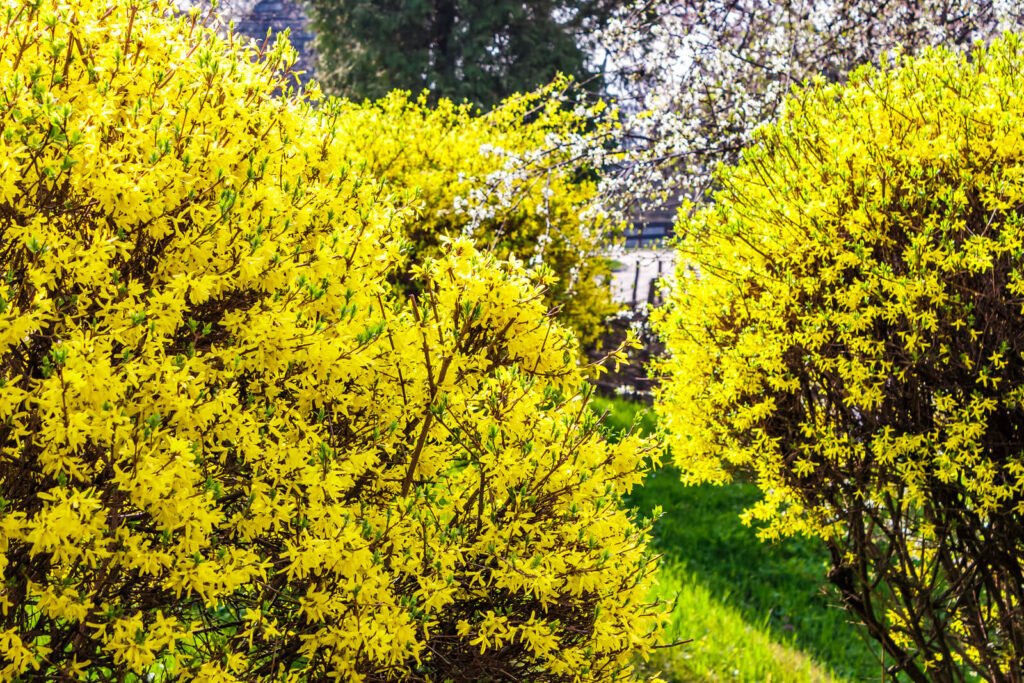 yellow flowers of forsythia shrub