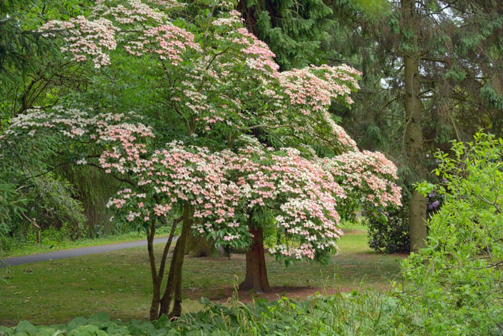 Korean Dogwood Tree In Botanical Garden Dublin