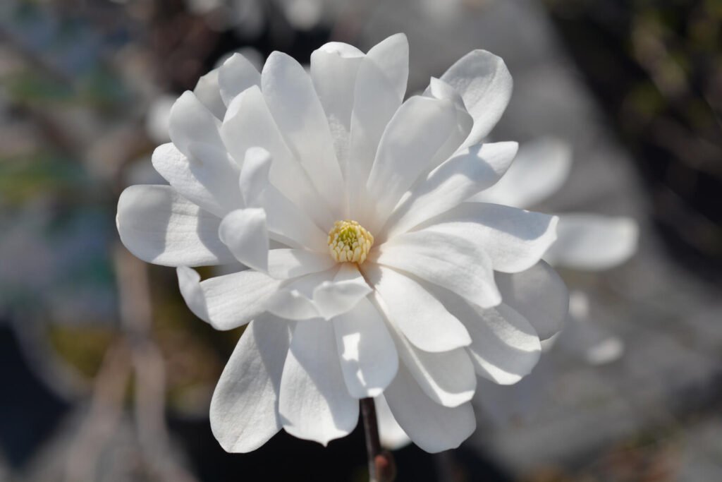 Star Magnolia