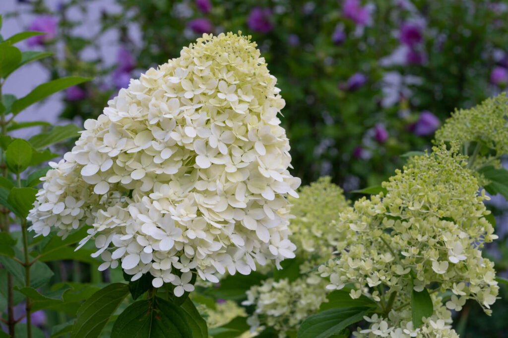 Hydrangea, Hydrangea paniculata