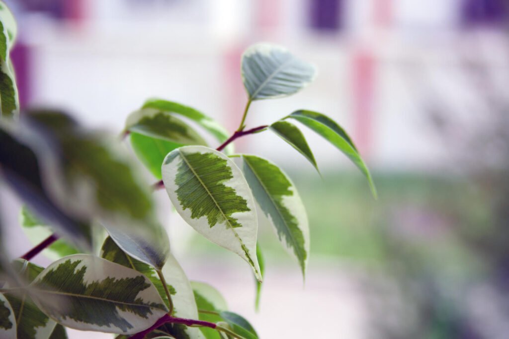 Leaves Of Ficus