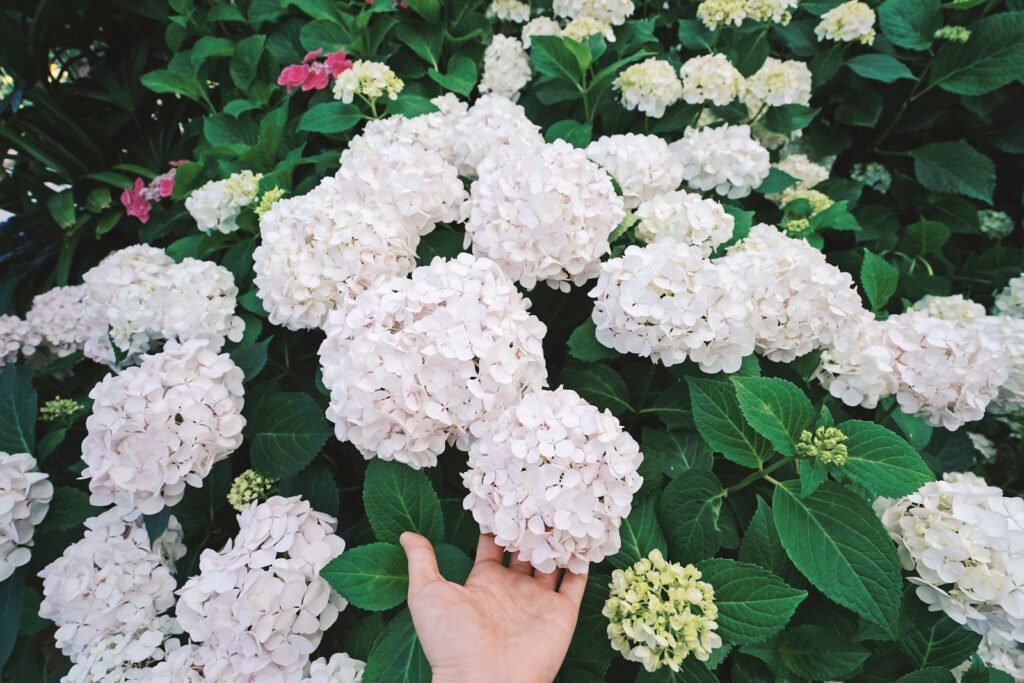 beautiful hydrangea bloom