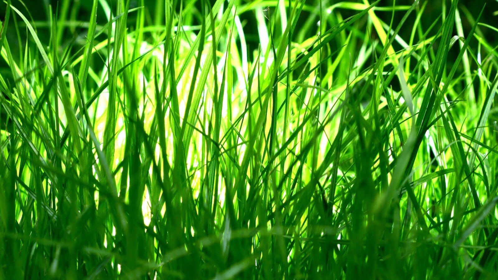 Beautiful grass