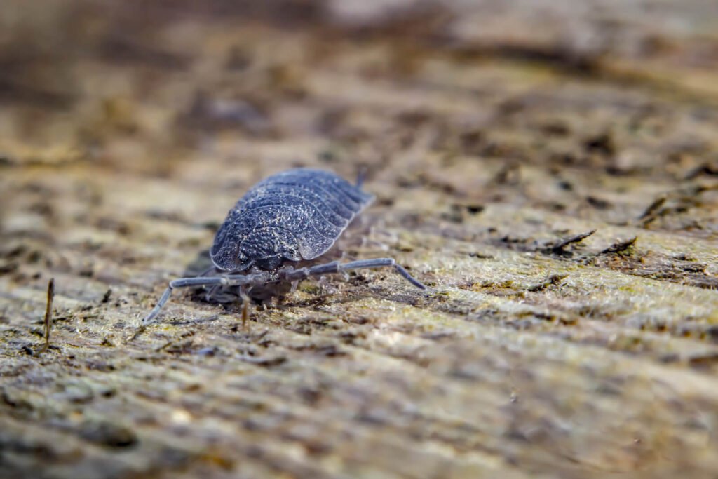 little pill bug. What Do Pill Bugs Eat?