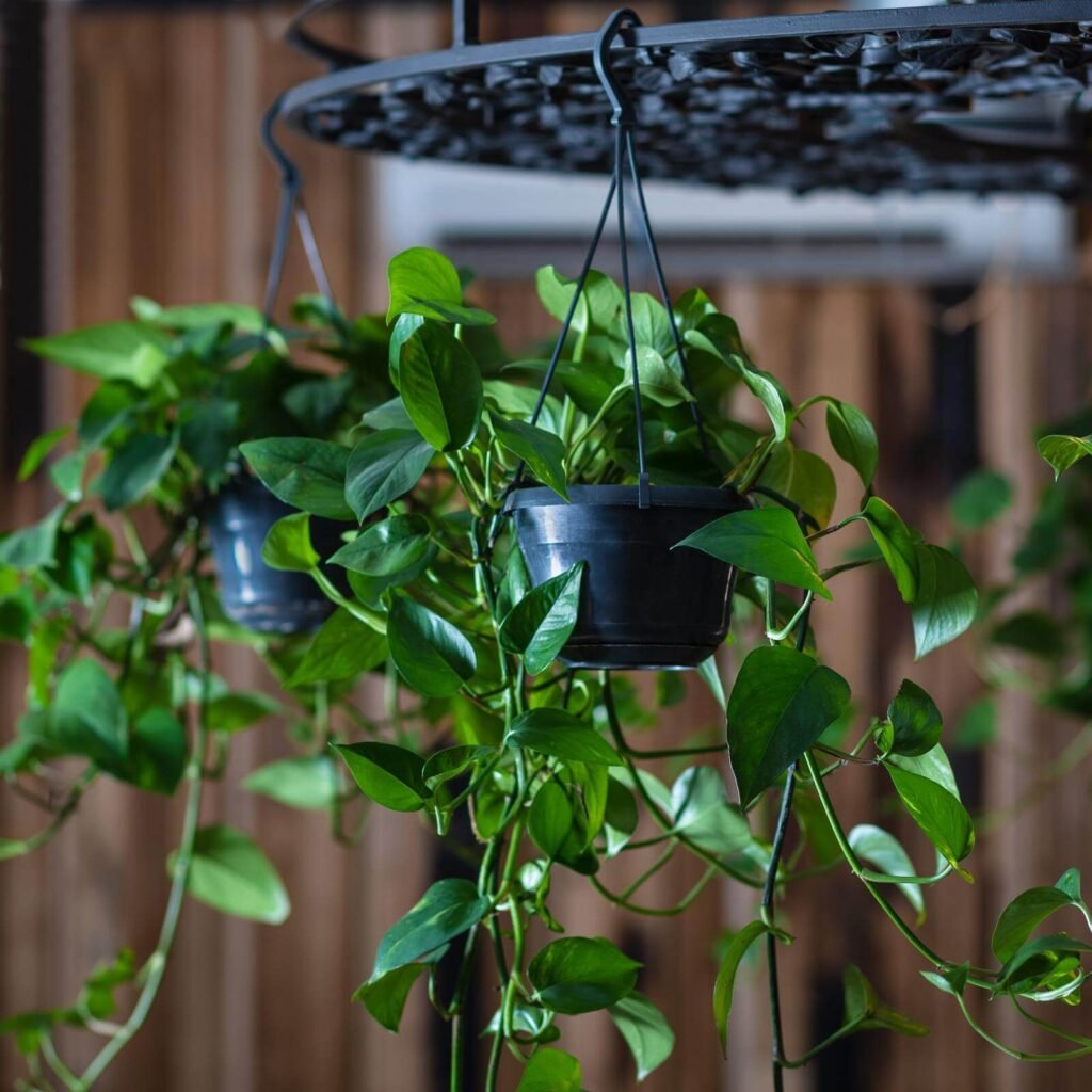 Golden Pothos, Devil's ivy, Epipremnum aureum plant 