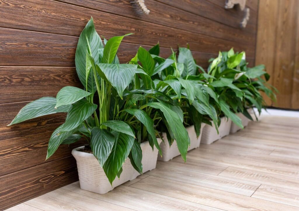 Peace Lily Plant In White Pot 