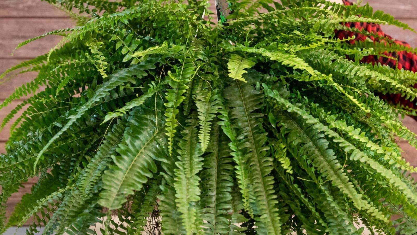 Boston Fern