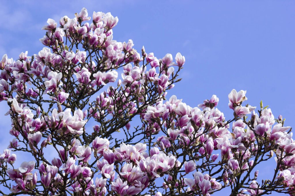 blooming magnolia