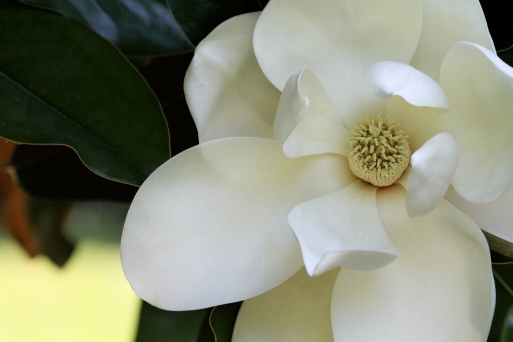 Southern Magnolia