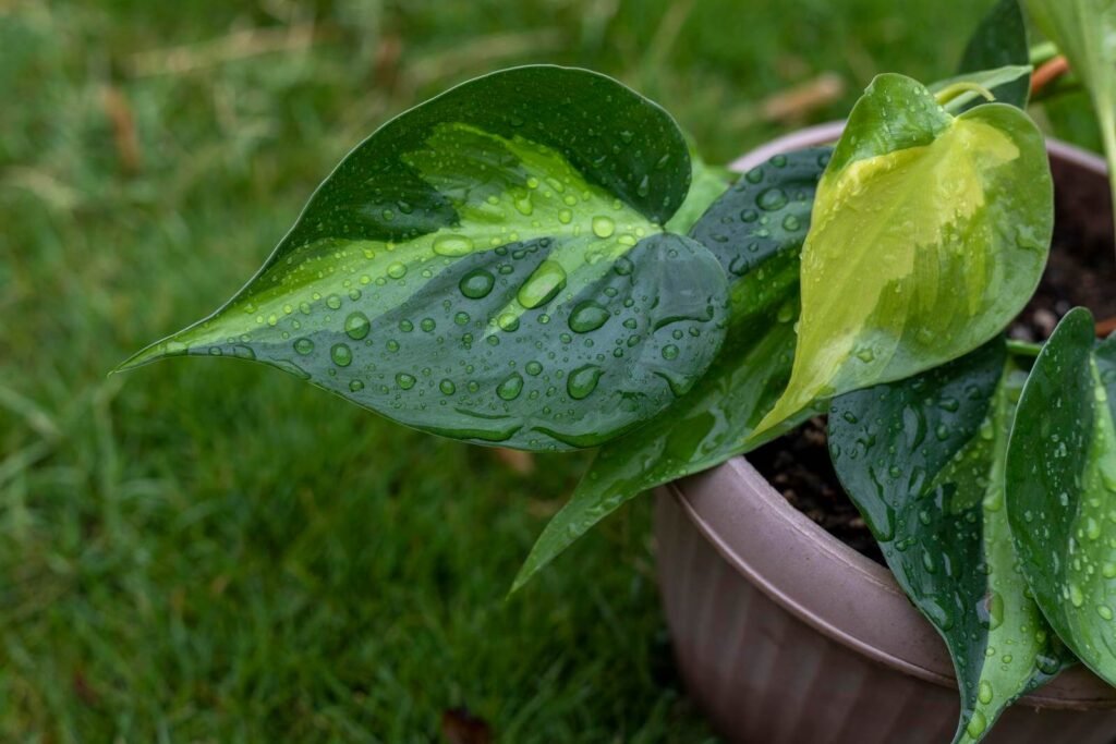 47285550 philodendron hederaceum variegated heart leaf closeup 1