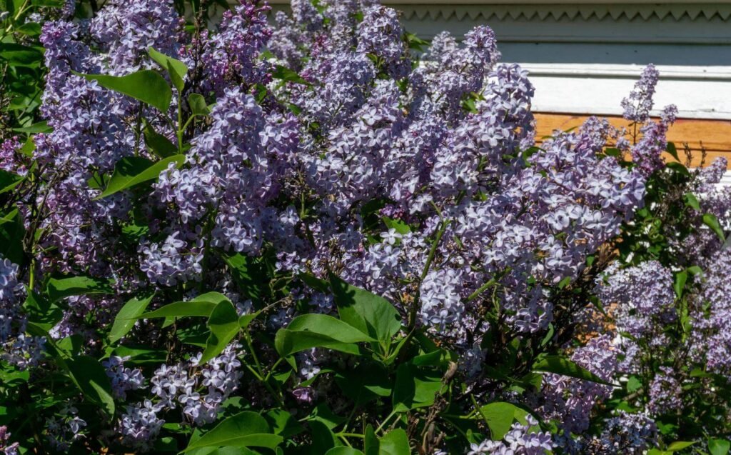 Lilac Bushes