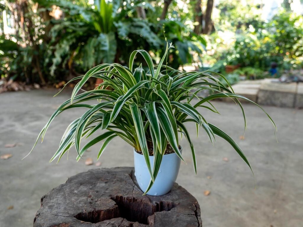 Spider Plant