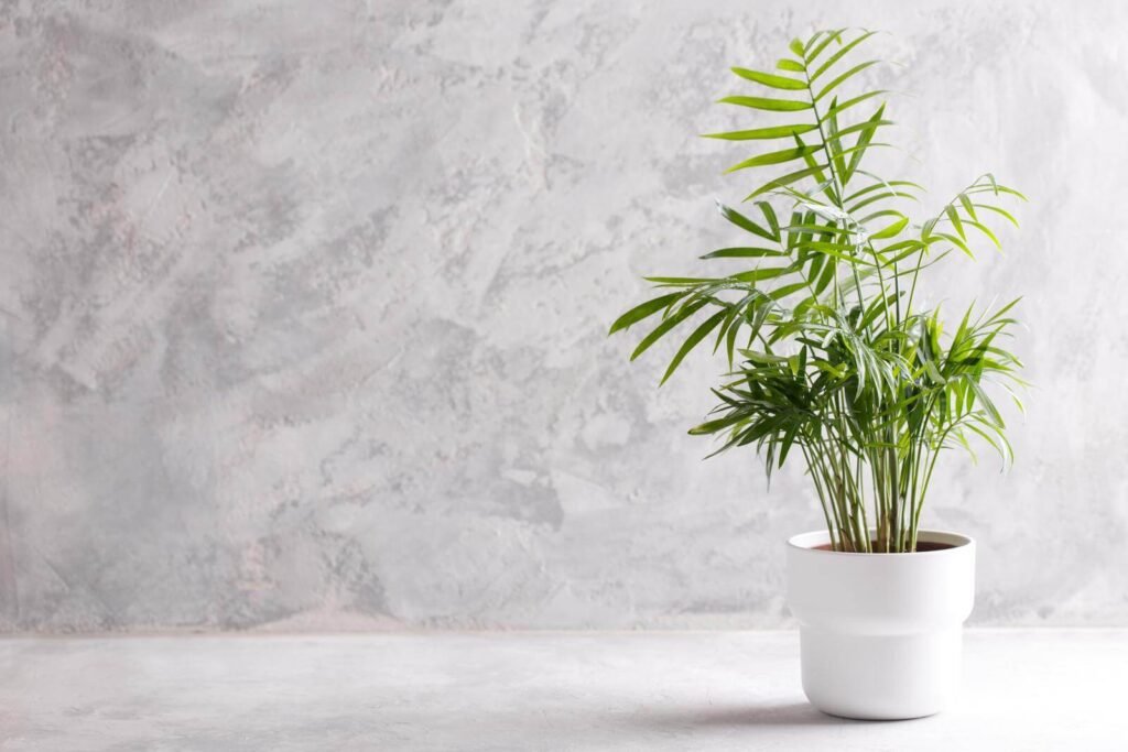  Flower Pot With Areca Palm