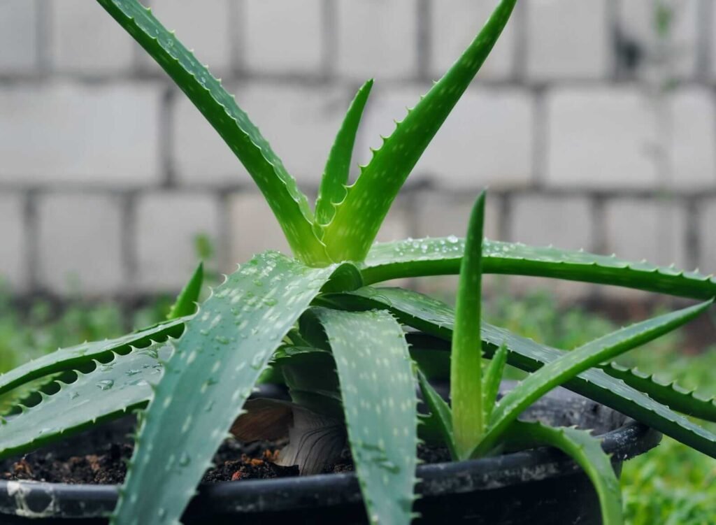 Aloe Vera