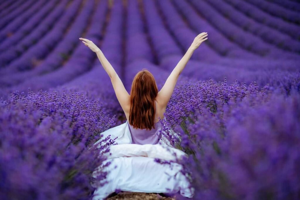 A Lavender Field 