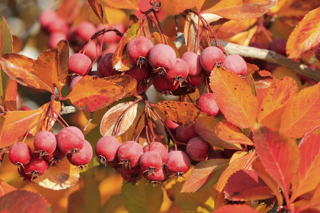 Crabapple tree fruit - Pacific Crabapple Tree (Malus Fusca)