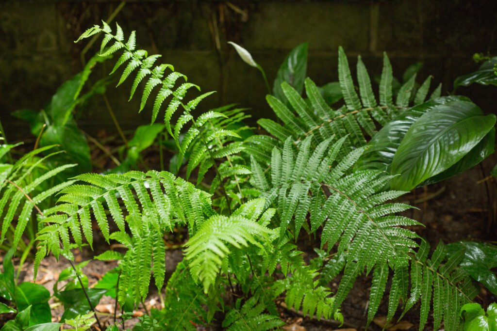 Ferns