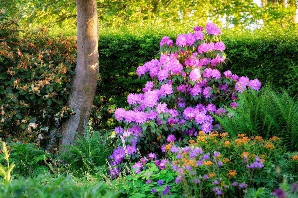 Shade Loving Shrubs - Rhododendron