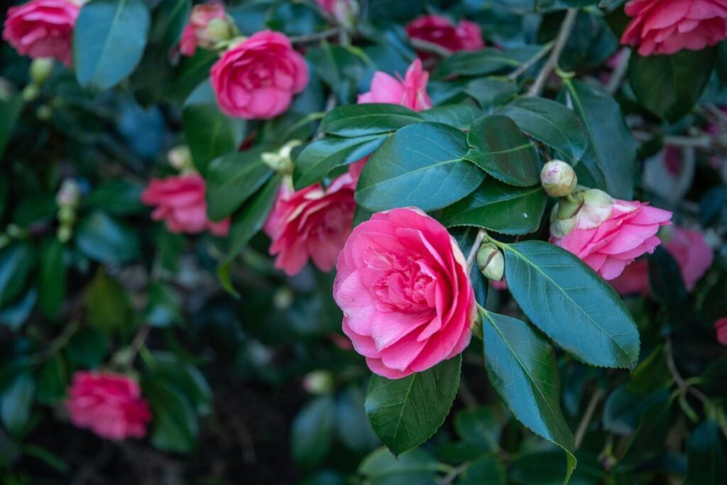 Camellia flower