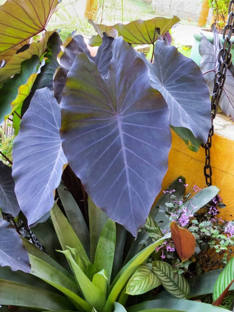 Colocasia Esculenta - Black magic Elephant ear plant