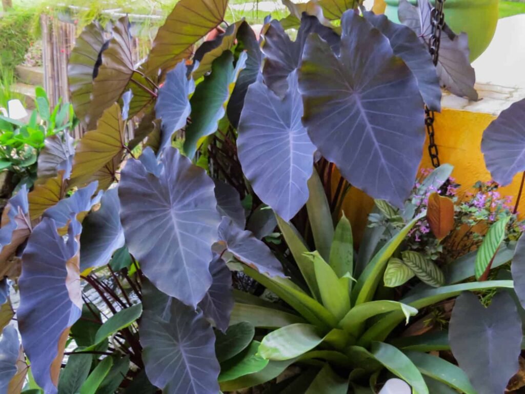 Colocasia esculenta 